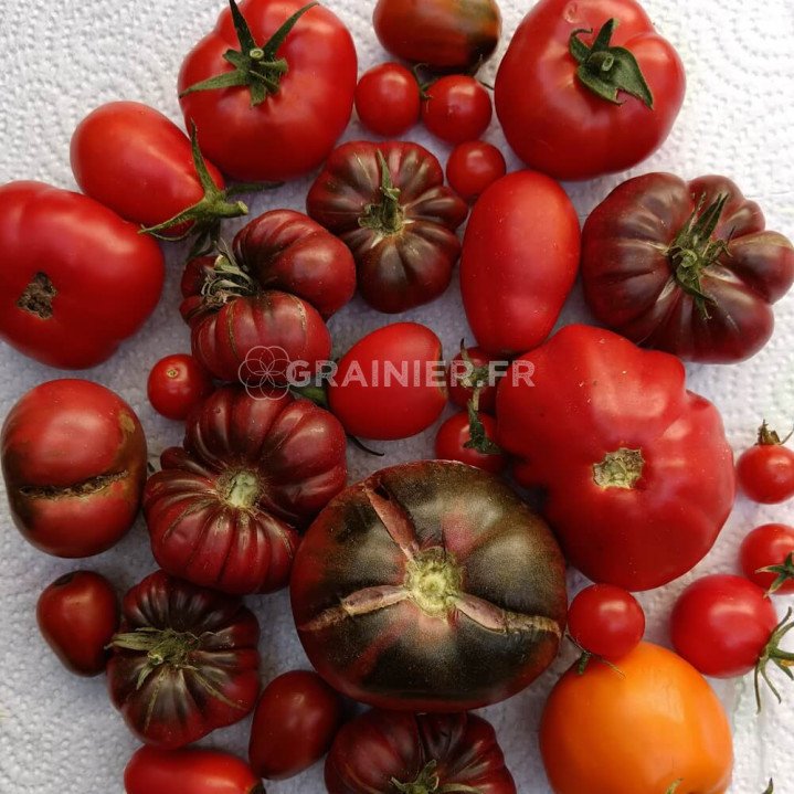 Tomate mélange, à gros fruits image